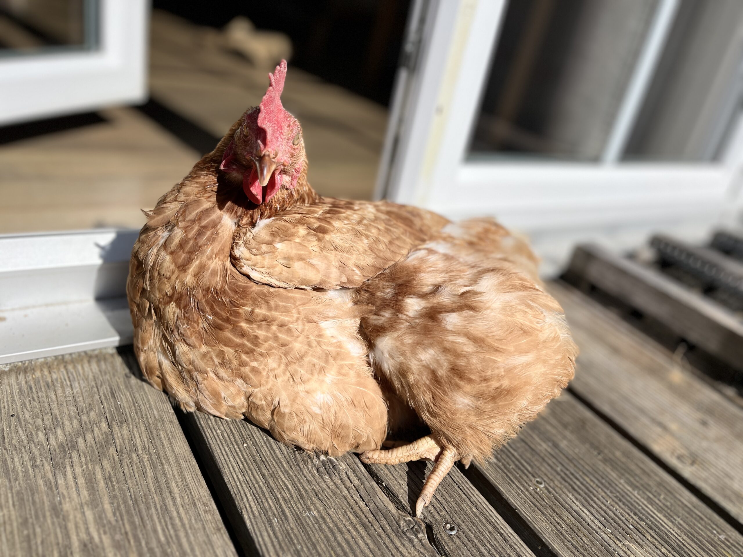 2025 Fräulein Hedwig Rosé feinherb – Bild 3